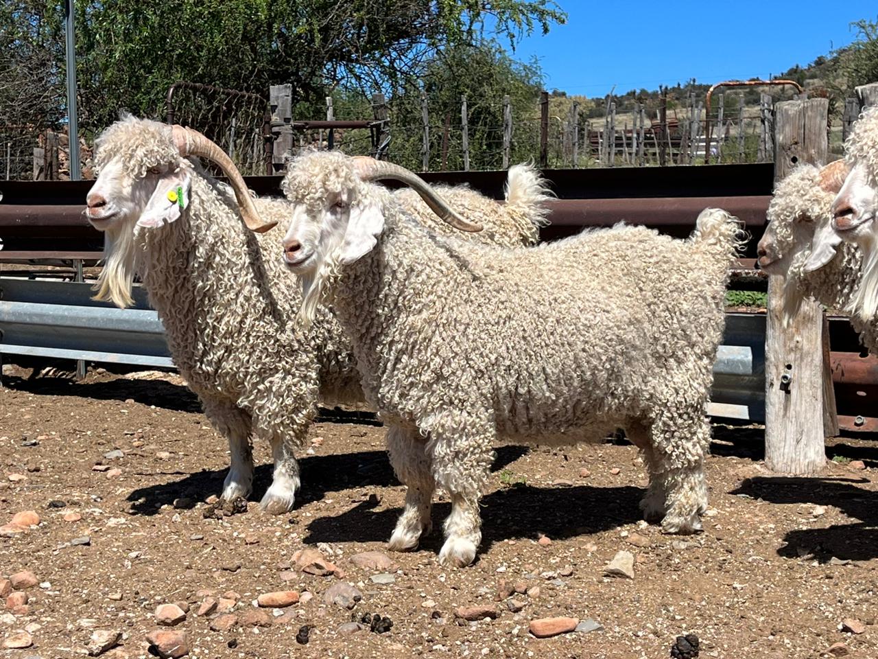 Goats (Angora) image